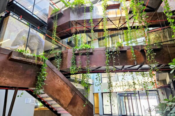 203m² - Rhino Africa Building office space To Let in Woodstock.